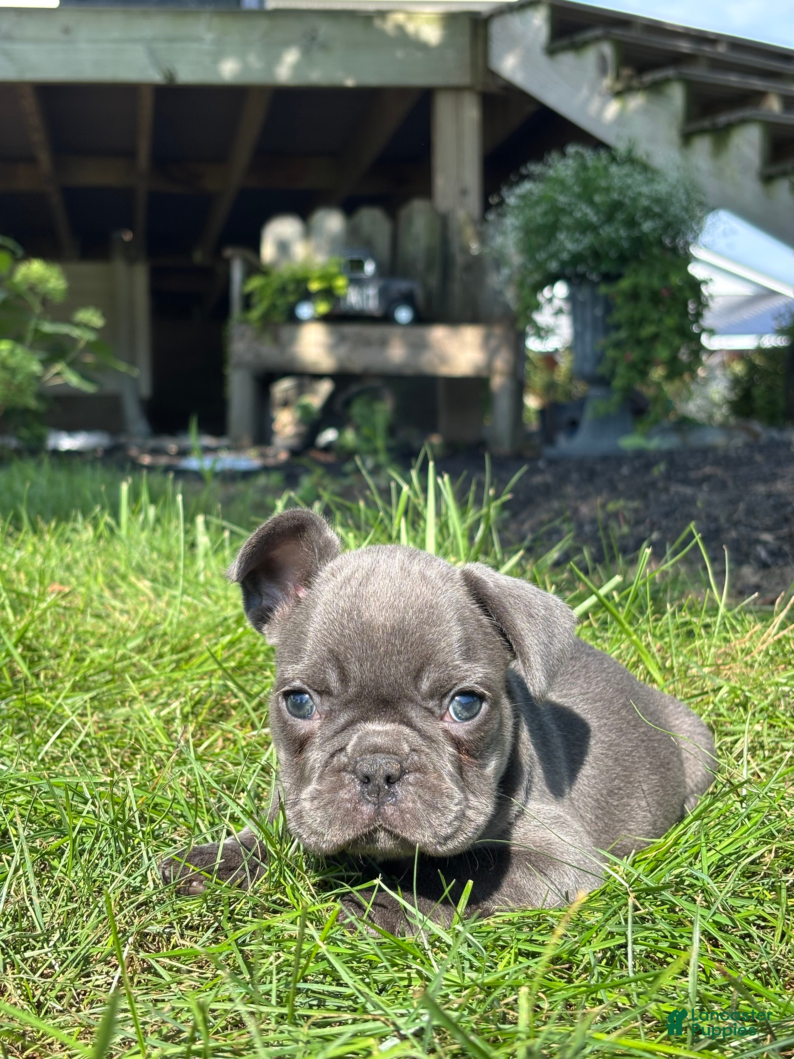 French Bulldog dogs Selene - Ad 1