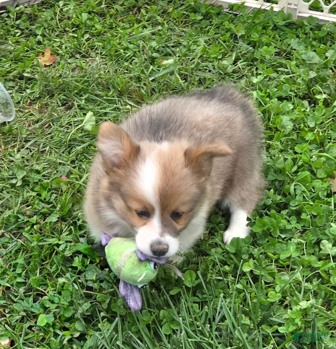 Welsh Corgi Pembroke dogs Dazzling Danny - Ad 2