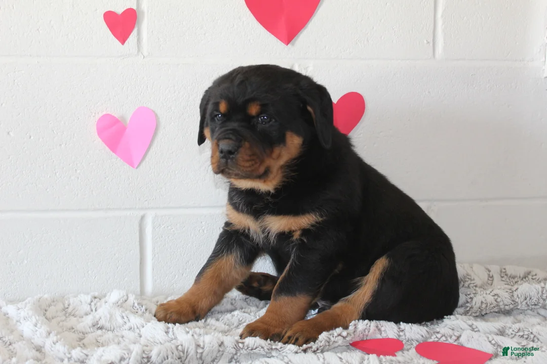 Rottweiler dogs for sale: Duke - Ad 7