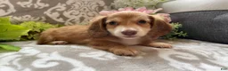 Miniature Dachshund dogs for sale: Shane - Ad 5
