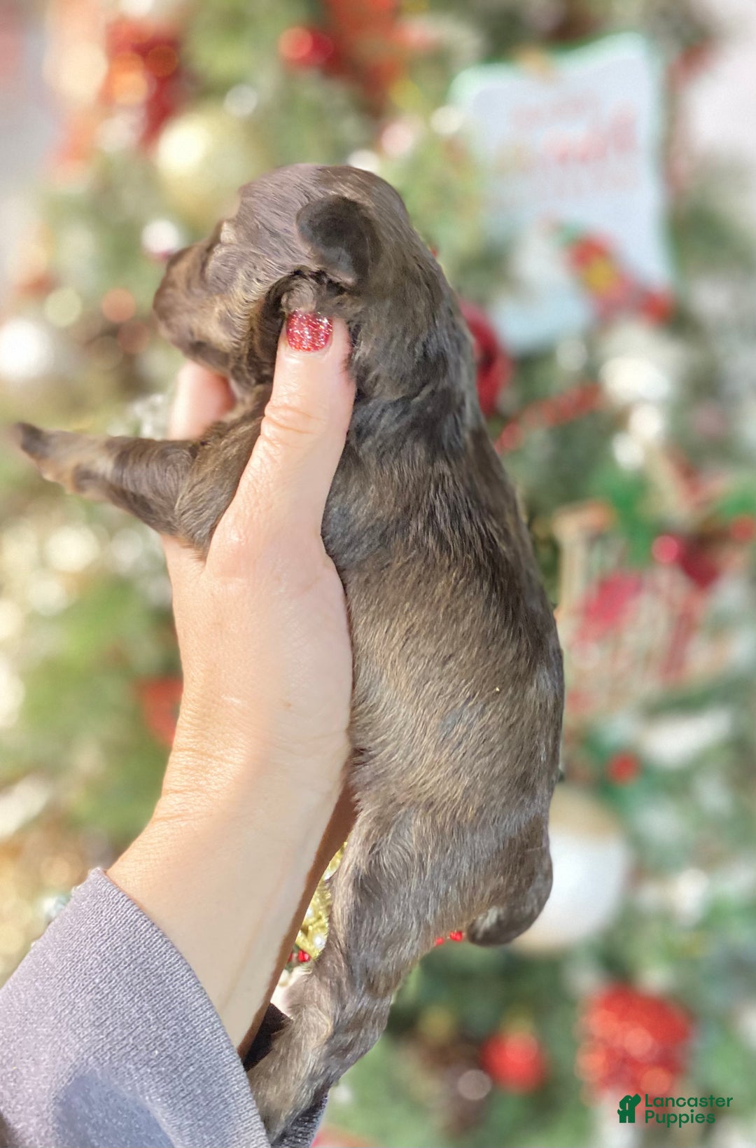 Miniature Schnauzer dogs for sale: Miniature Schnauzer Puppy 5 - Ad 2