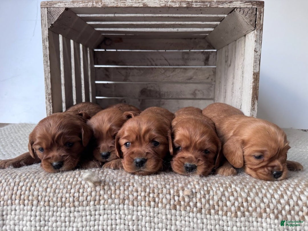 Miniature Golden Retriever dogs for sale: Dove  - Ad 7