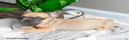 French Bulldog dogs for sale: Lacey - Ad 3