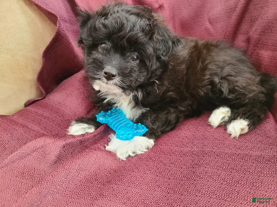 Pomapoo dogs for sale: Pomapoo Puppy 2 - Ad 1