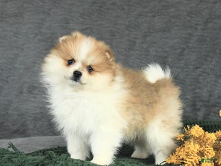Pomeranian dogs Frito - Ad 9