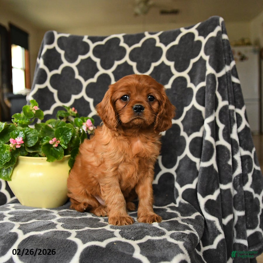 Cavalier King Charles Spaniel dogs Rider - Ad 2