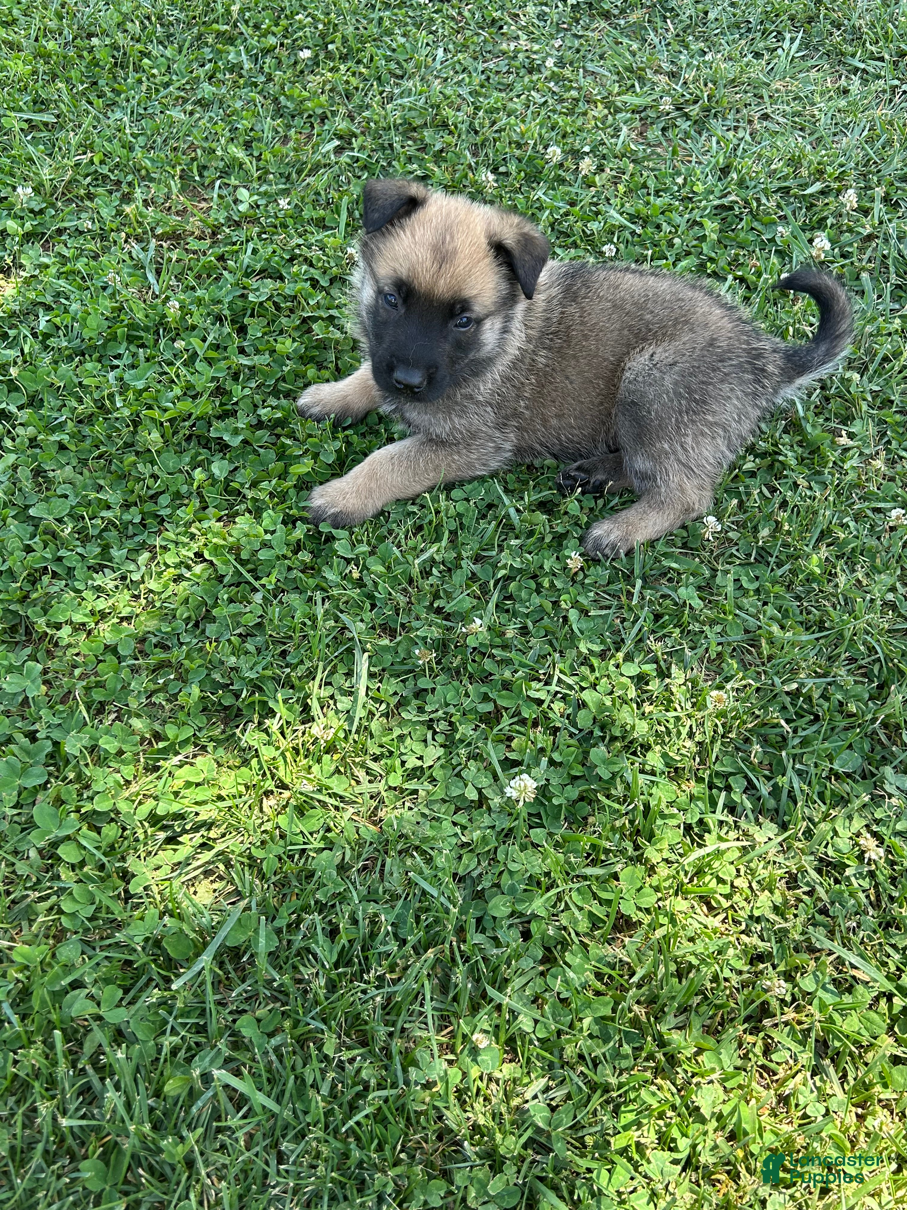 Belgian Malinois dogs Belgian Malinois Puppy 1 - Ad 6