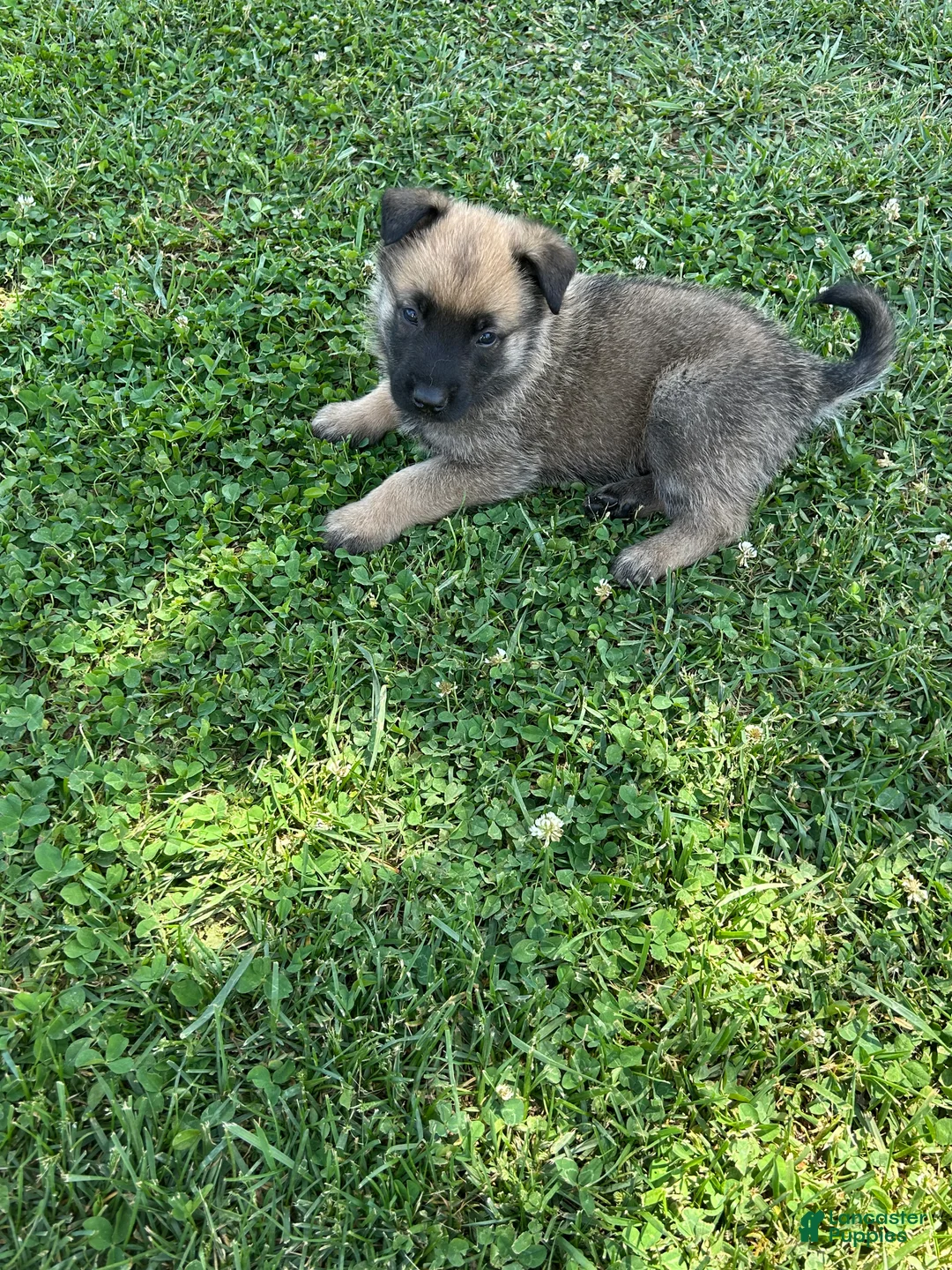 Belgian Malinois dogs for sale: Belgian Malinois Puppy 1 - Ad 1
