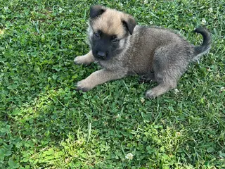 Belgian Malinois dogs Belgian Malinois Puppy 1 - Ad 6