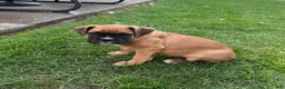 Boxer dogs for sale: Guard - Ad 5