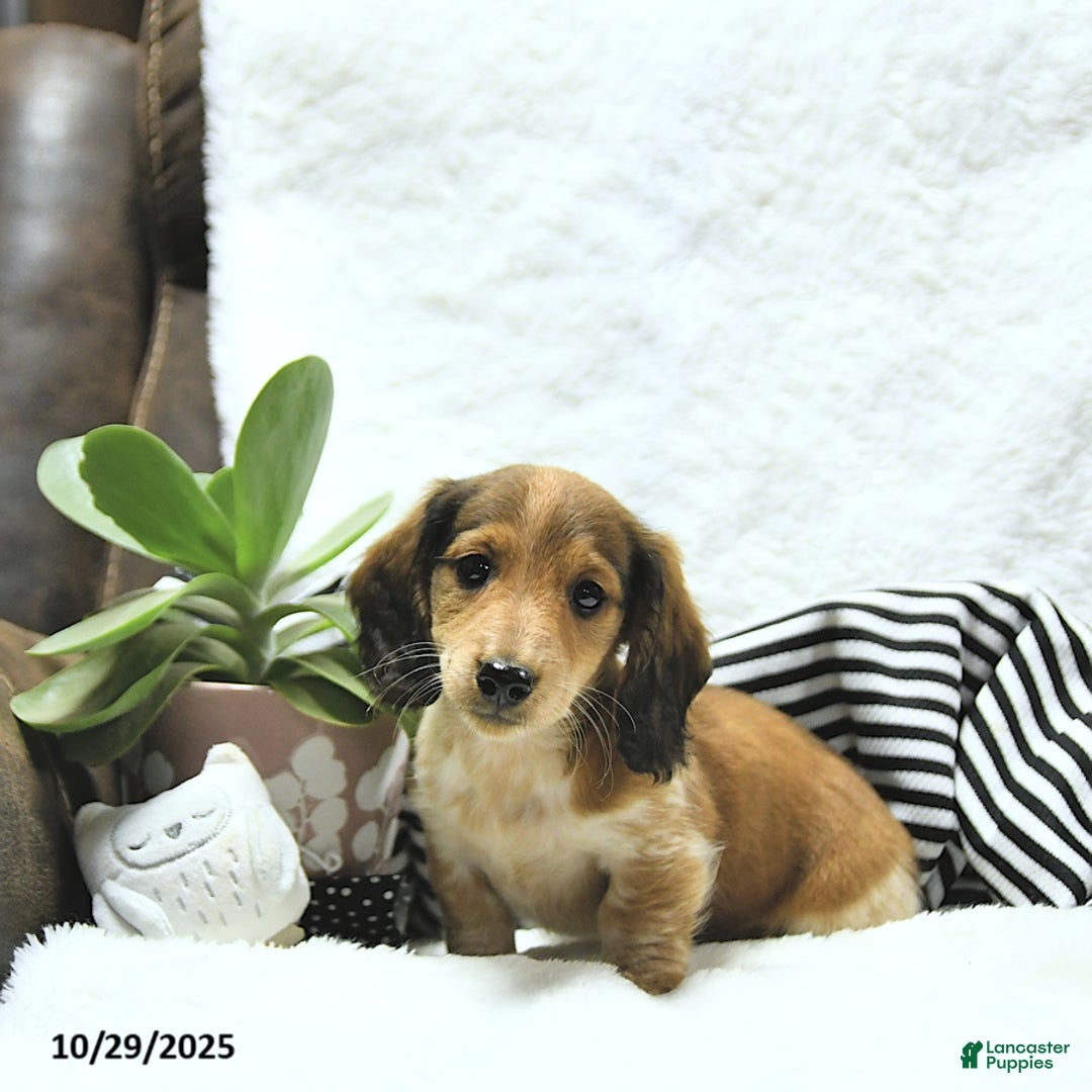 Miniature Dachshund dogs for sale: Aspen - Ad 12
