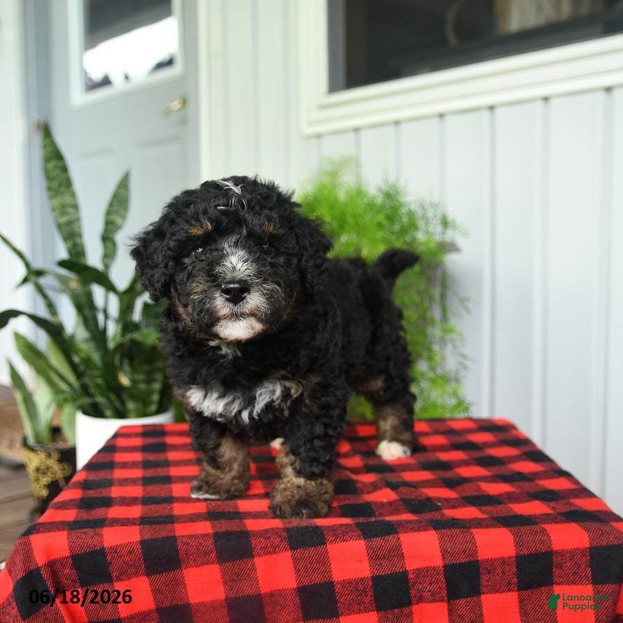 Mini Bernedoodle dogs Cindy - Ad 2