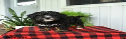 Mini Bernedoodle dogs for sale: Cindy - Ad 2