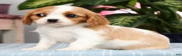 Cavalier King Charles Spaniel dogs for sale: Piper - Ad 6