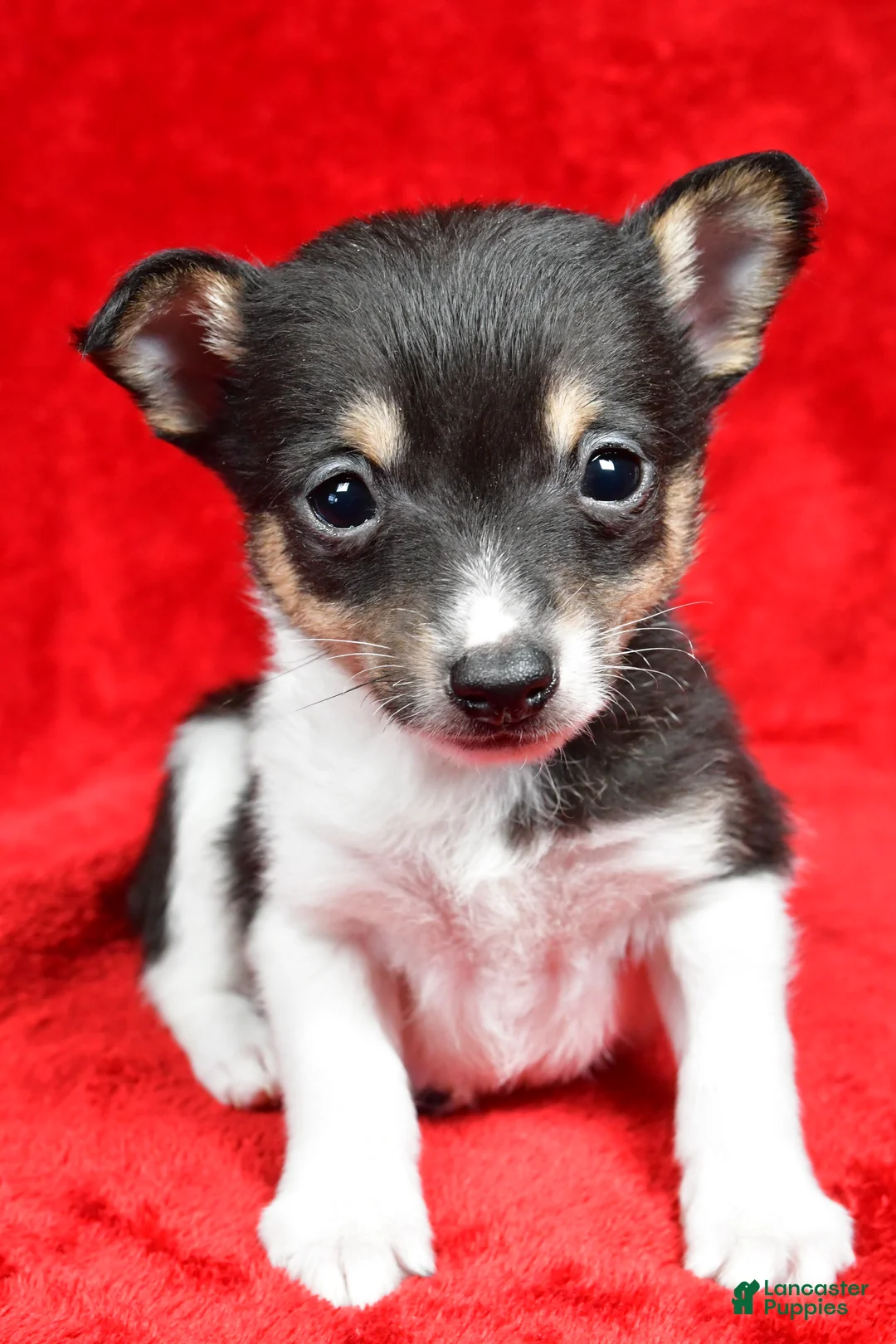 Toy Fox Terrier dogs for sale: Ollie - Ad 4