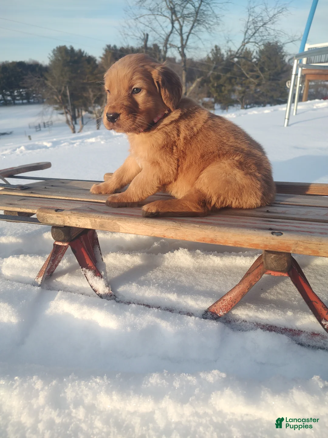 Mixed Breed dogs for sale: Roxanne  - Ad 3