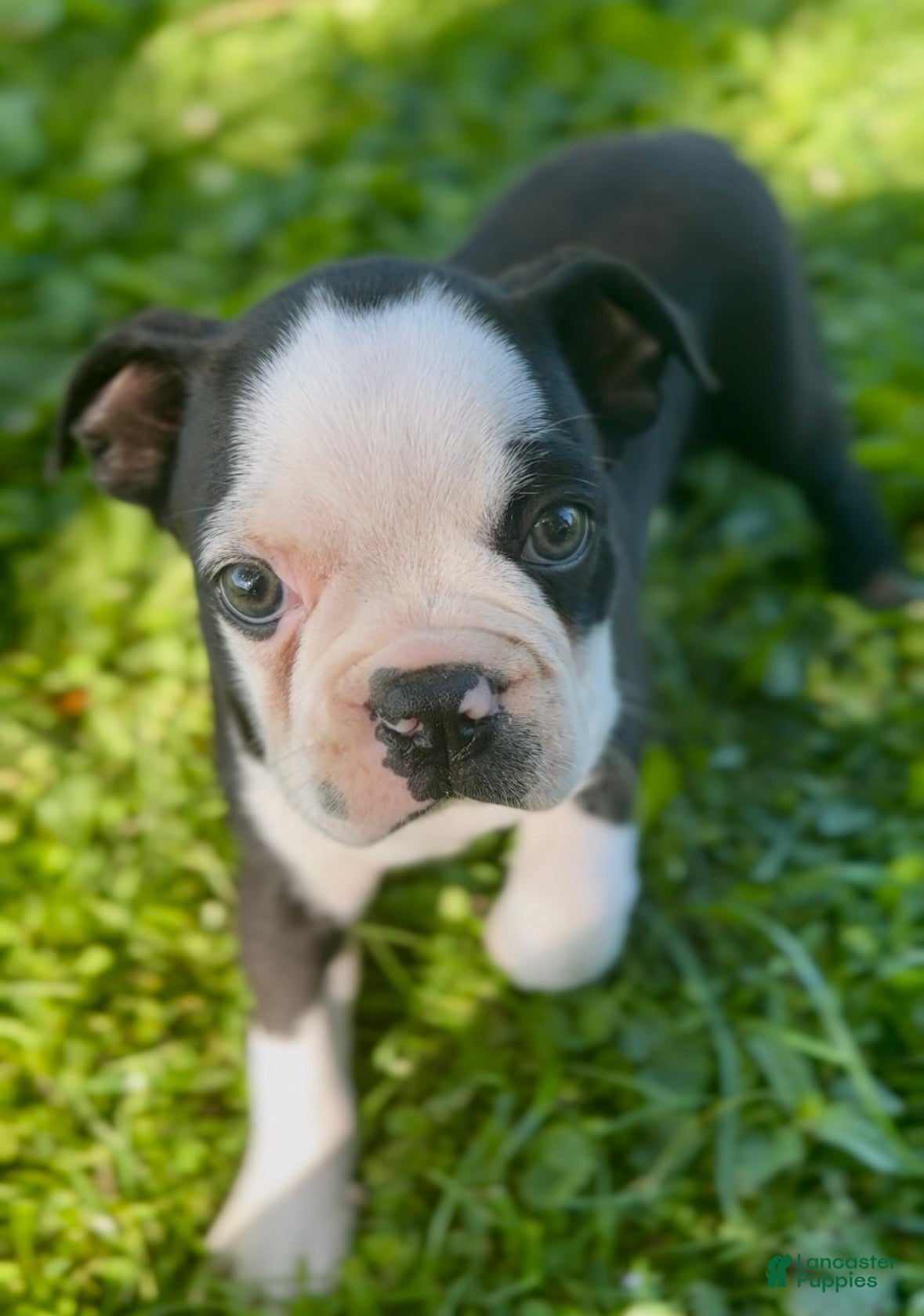 Boston Terrier dogs Chunk - Ad 1