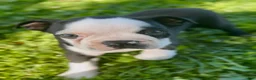 Boston Terrier dogs for sale: Chunk - Ad 1