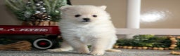 Pomeranian dogs for sale: Snowflake - Ad 2