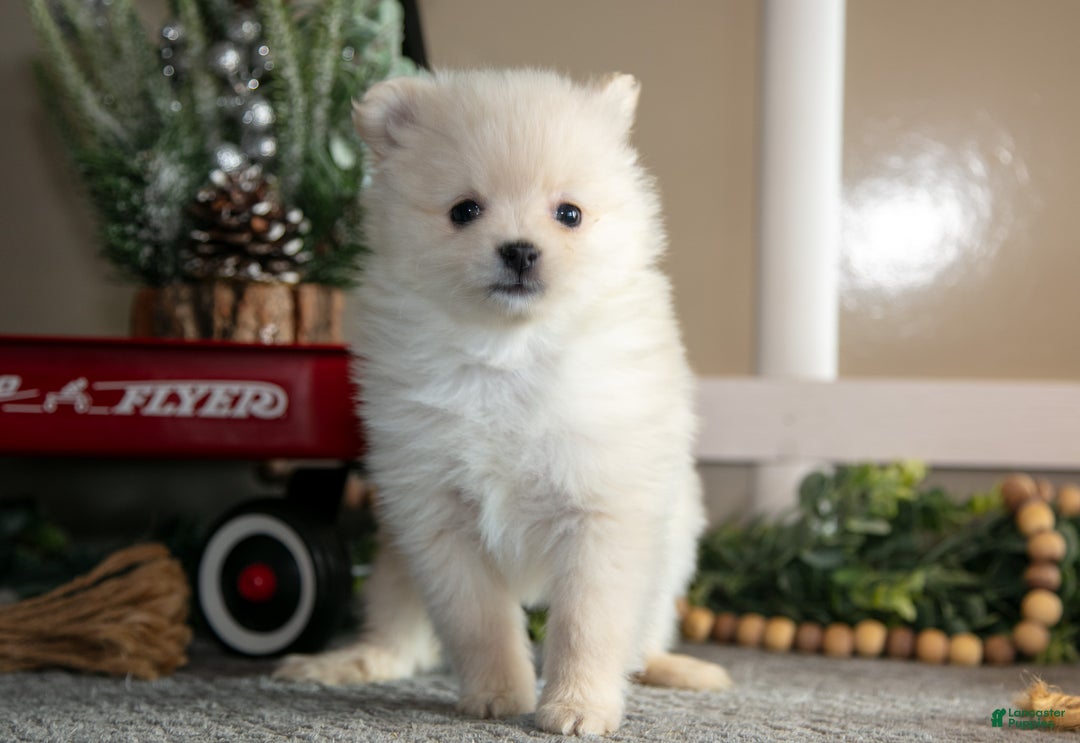 Pomeranian dogs for sale: Snowflake - Ad 2