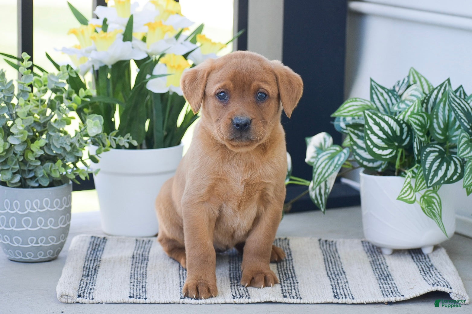 Labrador Retriever dogs Rosie - Ad 1