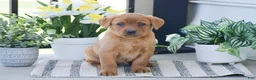 Labrador Retriever dogs for sale: Rosie - Ad 1