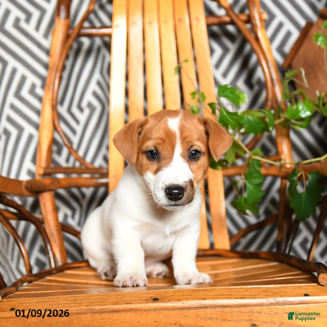 Jack Russell Terrier dogs for sale: Spunky - Ad 3
