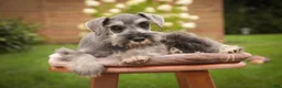 Miniature Schnauzer dogs for sale: Quartz Miniature Schnauzer  - Ad 9