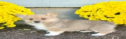 Welsh Corgi Pembroke dogs for sale: Sophia  - Ad 5