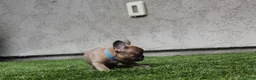 French Bulldog dogs for sale: French Bulldog [Mr Fawn] - Ad 3