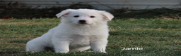 American Eskimo dogs for sale: Jamie  - Ad 1