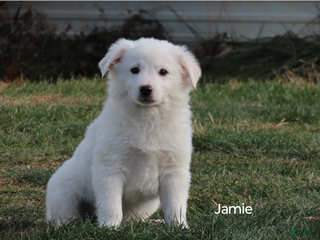 American Eskimo dogs Jamie - Ad 21