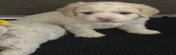 Mini Goldendoodle dogs for sale: Mini Goldendoodle 7 - Ad 2