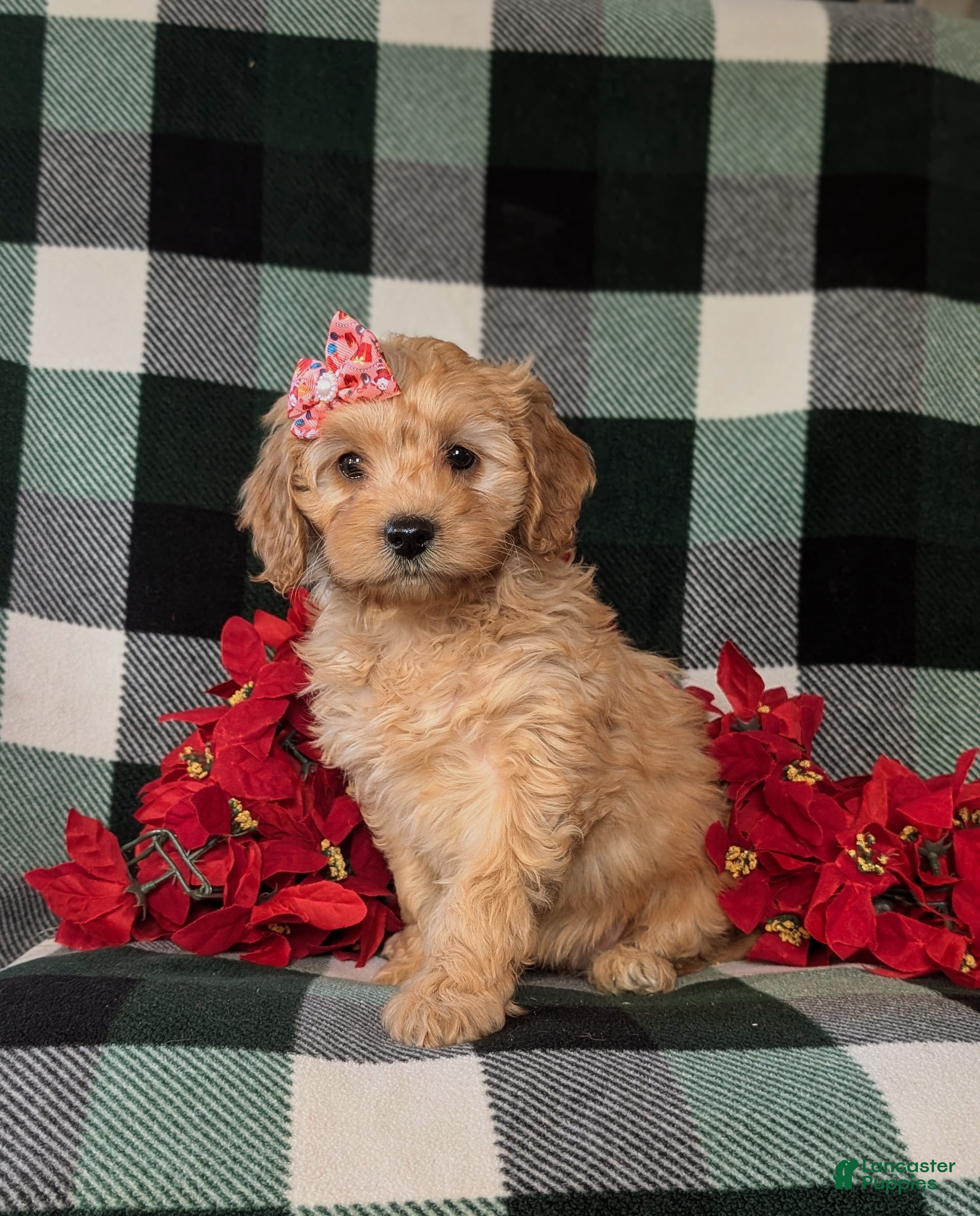 Cockapoo dogs Ashlee Hypoallergenic  - Ad 37