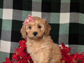 Cockapoo dogs Ashlee Hypoallergenic - Ad 35