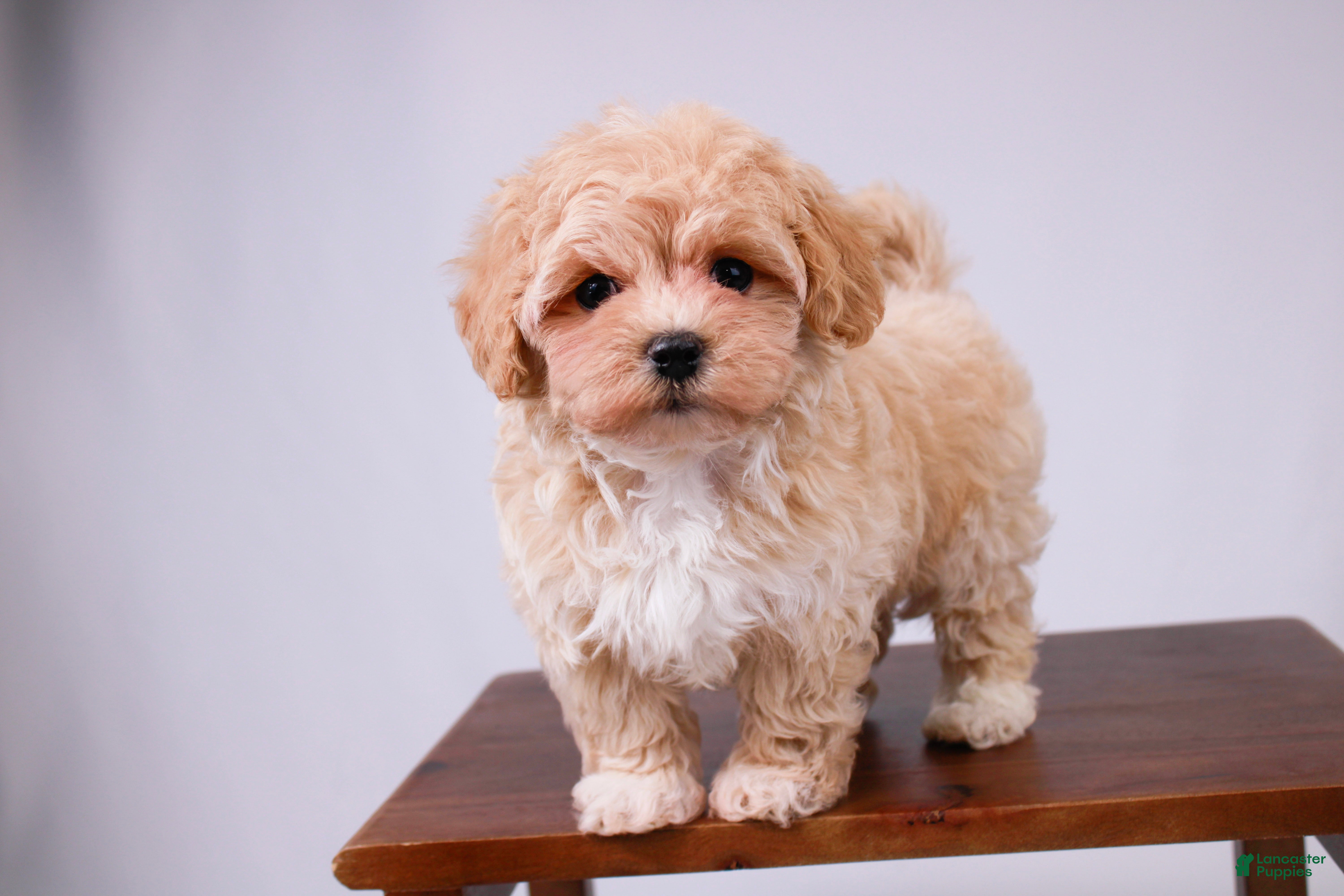 Maltipoo dogs Pippin - Ad 1