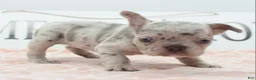 Mixed Breed dogs for sale: Bria merle - Ad 13