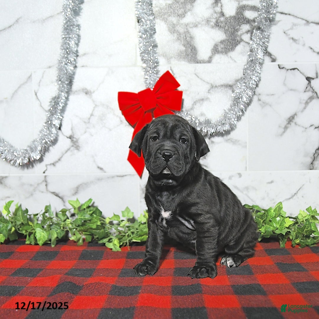 Mini Hippo dogs for sale: Bentley - Ad 1