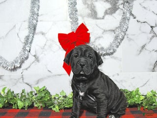 Mini Hippo dogs Bentley - Ad 7