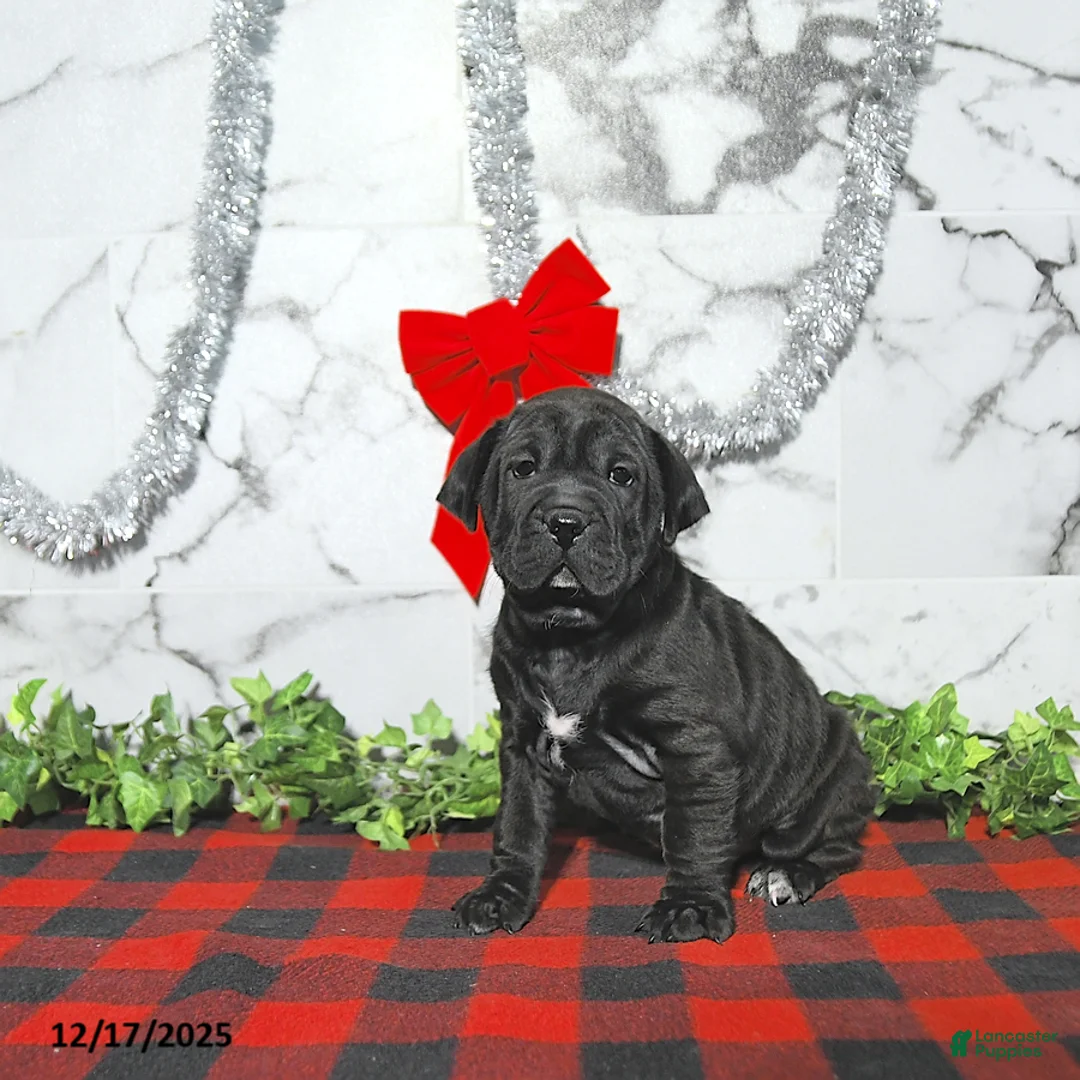 Mini Hippo dogs for sale: Bentley - Ad 5