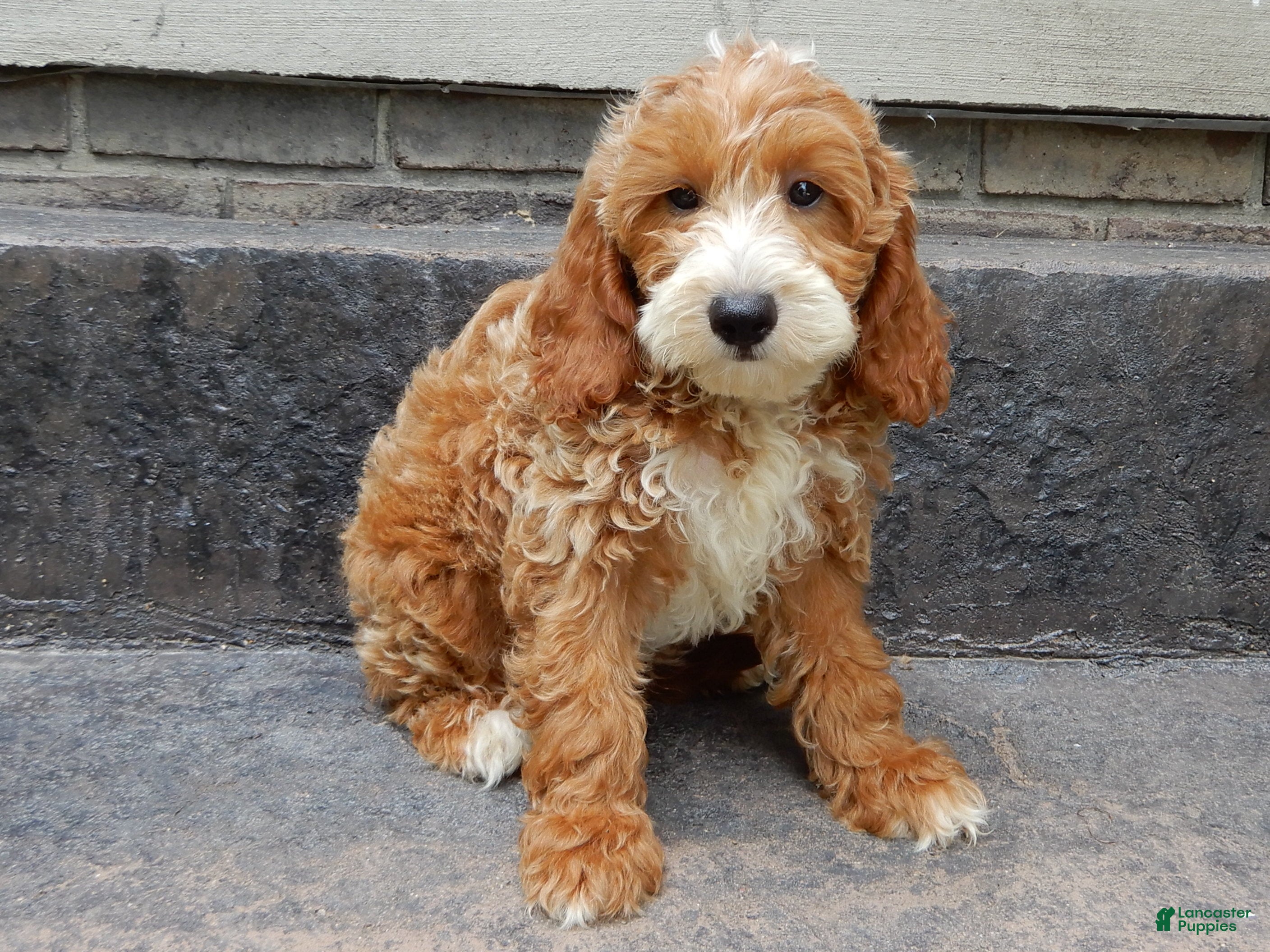 Mini Goldendoodle dogs Charlie - Ad 2