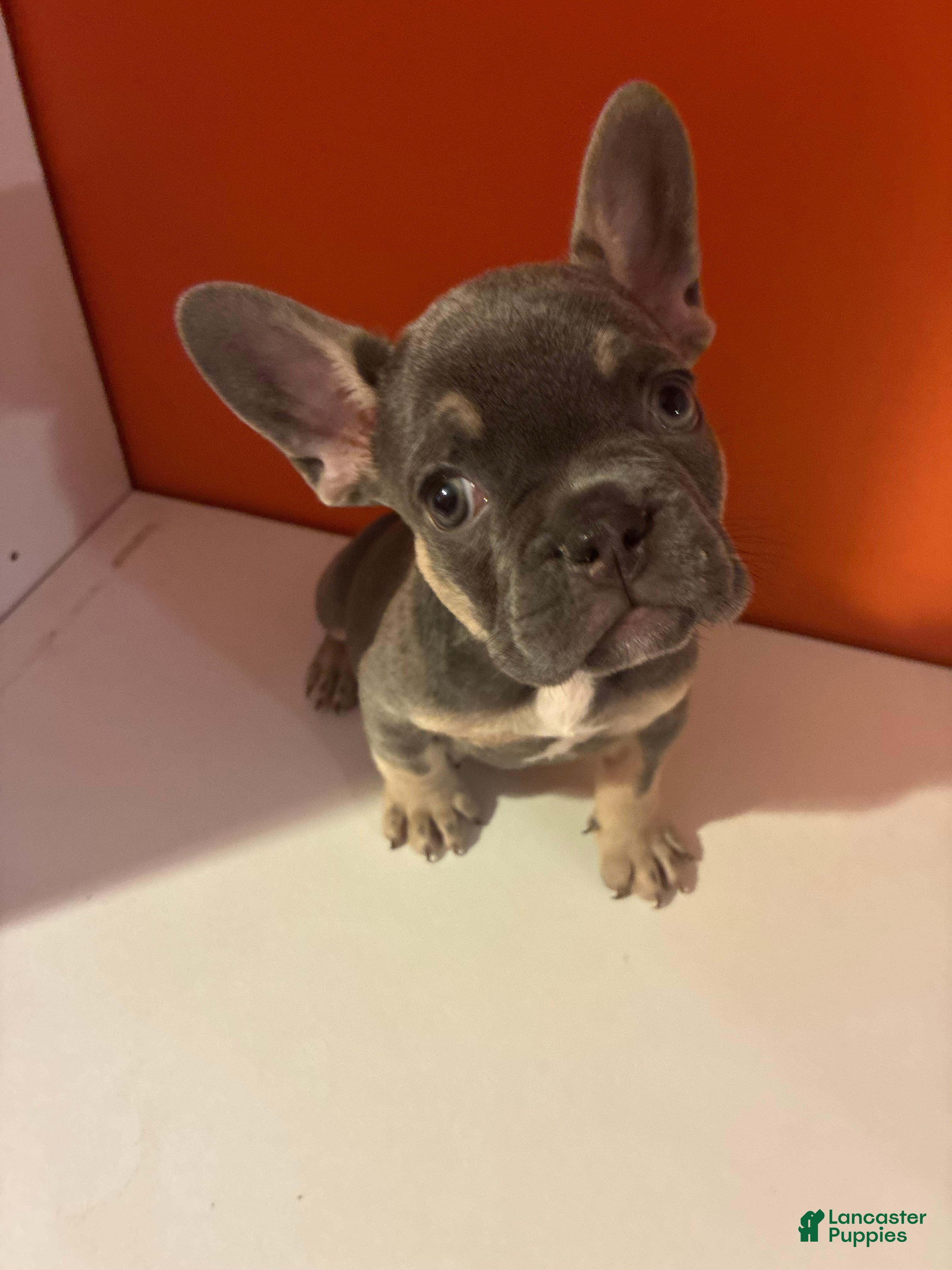 French Bulldog dogs for sale: Shadow - Ad 3