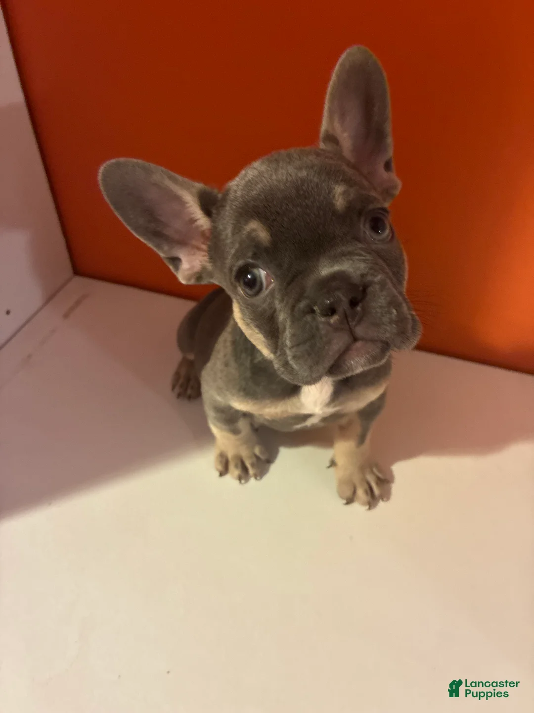 French Bulldog dogs for sale: Shadow - Ad 1