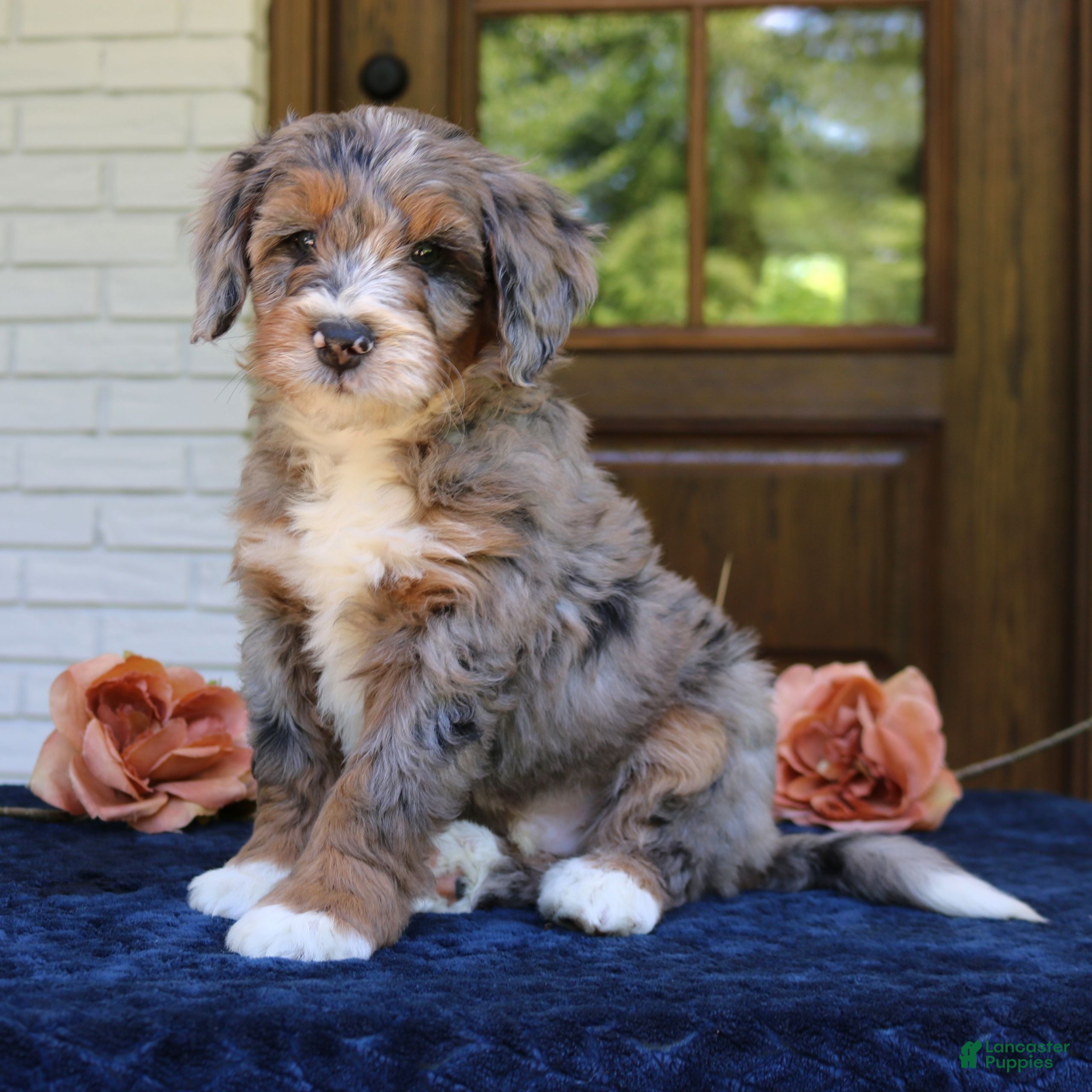 Mini Bernedoodle dogs Millie  - Ad 1