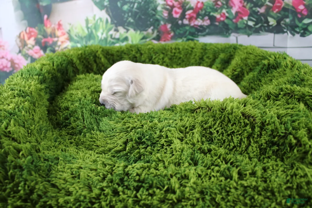 Golden Retriever dogs for sale: Jasmine - Ad 2