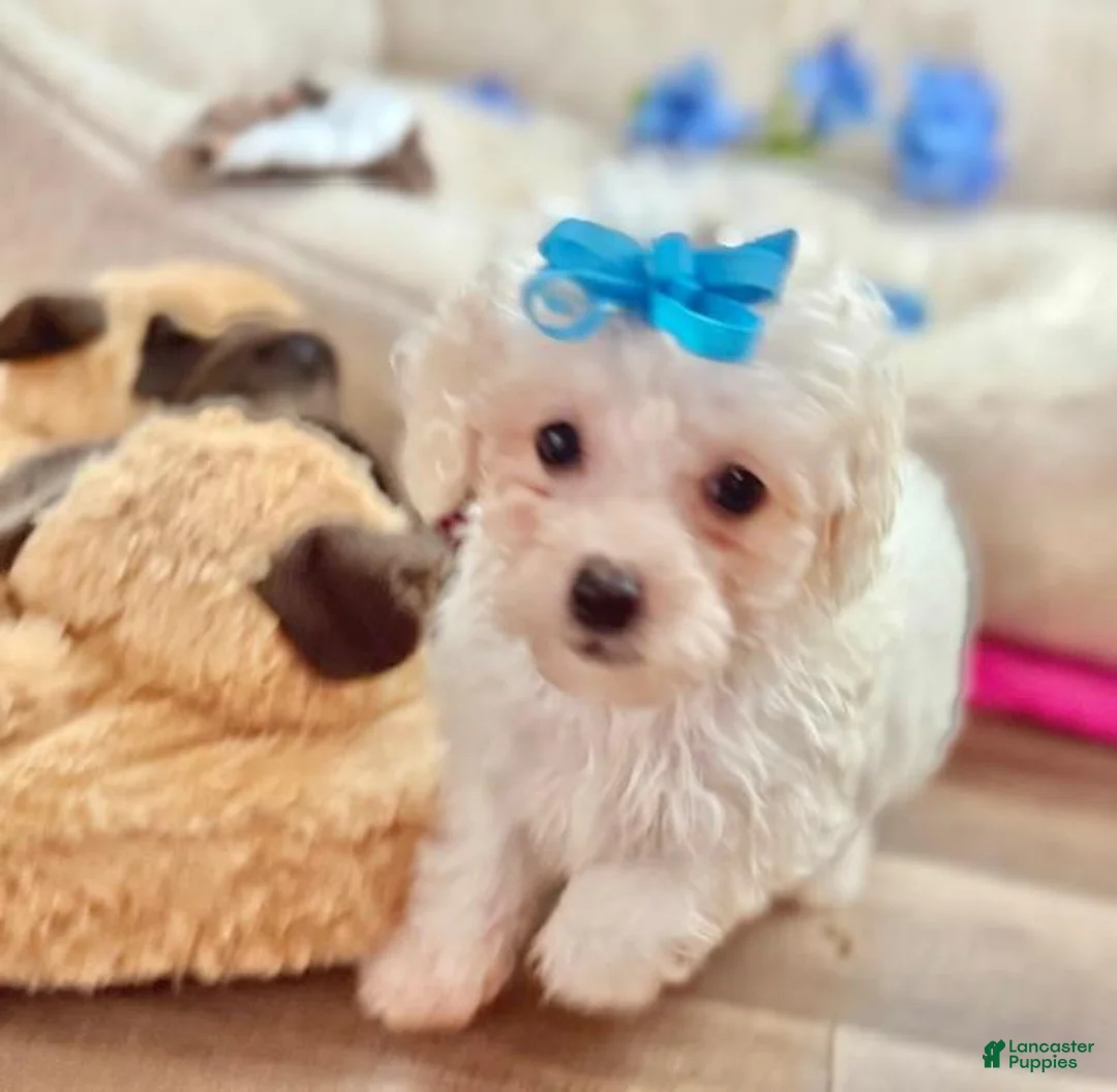 Toy Poodle dogs for sale: Toy Poodle Puppy 1 - Ad 1