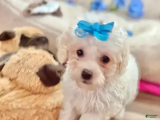 Toy Poodle dogs Toy Poodle Puppy 1 - Ad 18