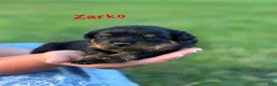 Rottweiler dogs for sale: Zarko w LONG TAIL  - Ad 4