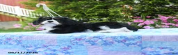 Cavalier King Charles Spaniel dogs for sale: Iris - Ad 2