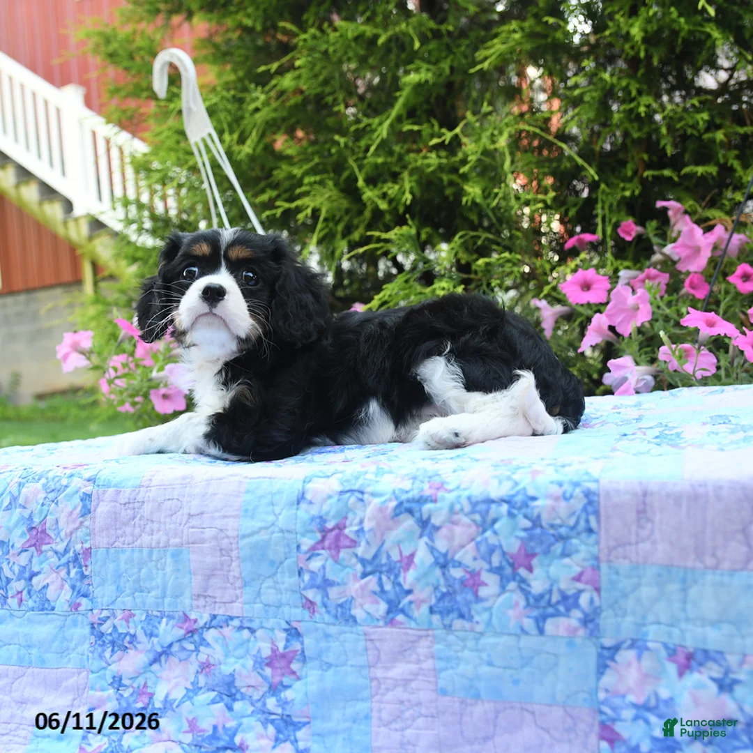 Cavalier King Charles Spaniel dogs for sale: Iris - Ad 2